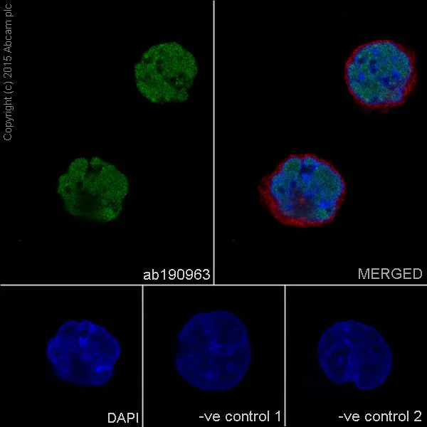 Immunocytochemistry/ Immunofluorescence - Anti-TDP43 antibody [EPR18554] (AB190963)
