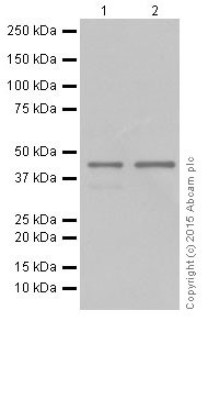 Western blot - Anti-TDP43 antibody [EPR18554] (ab190963), expandable thumbnail