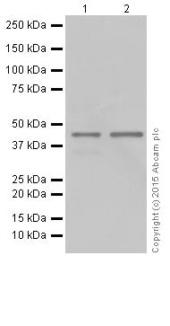 Western blot - Anti-TDP43 antibody [EPR18554] (AB190963)