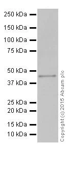 Western blot - Anti-TDP43 antibody [EPR18554] (AB190963)