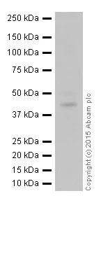 Western blot - Anti-TDP43 antibody [EPR18554] (AB190963)