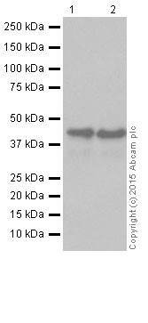 Western blot - Anti-TDP43 antibody [EPR18554] (ab190963), expandable thumbnail