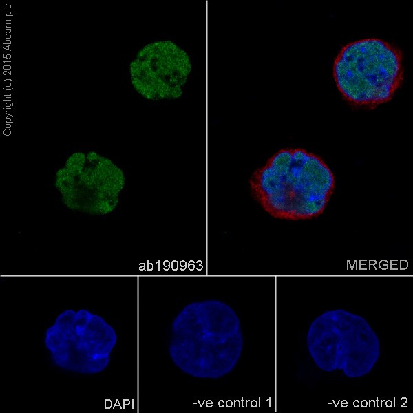 Immunocytochemistry/ Immunofluorescence - Anti-TDP43 antibody [EPR18554] - BSA and Azide free (ab238443), expandable thumbnail