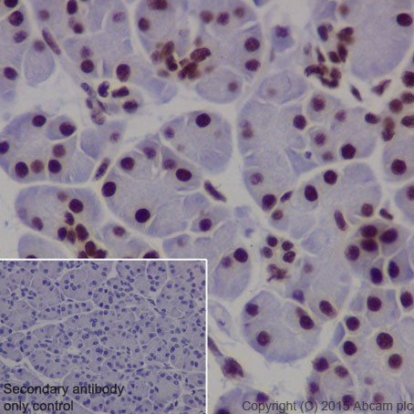 Immunohistochemistry (Formalin/PFA-fixed paraffin-embedded sections) - Anti-TDP43 antibody [EPR18554] - BSA and Azide free (AB238443), expandable thumbnail