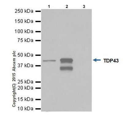 Immunoprecipitation - Anti-TDP43 antibody [EPR18554] - BSA and Azide free (AB238443), expandable thumbnail
