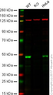 Western blot - Anti-TDP43 antibody [EPR18554] - BSA and Azide free (ab238443), expandable thumbnail