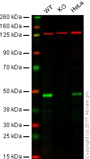 Western blot - Anti-TDP43 antibody [EPR18554] - BSA and Azide free (AB238443)