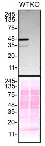 Western blot - Anti-TDP43 antibody [EPR18554] - BSA and Azide free (AB238443)