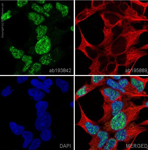 Immunocytochemistry/ Immunofluorescence - Anti-TDP43 antibody [EPR5810] (AB109535)