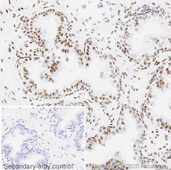 Immunohistochemistry (Frozen sections) - Anti-TDP43 antibody [EPR5810] (AB109535)