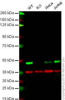 Western blot - Anti-TDP43 antibody [EPR5810] (AB109535)