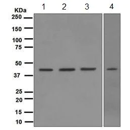 Western blot - Anti-TDP43 antibody [EPR5810] (AB109535)