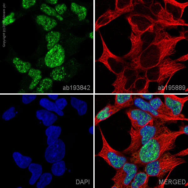 Immunocytochemistry/ Immunofluorescence - Anti-TDP43 antibody [EPR5810] - BSA and Azide free (AB185133)