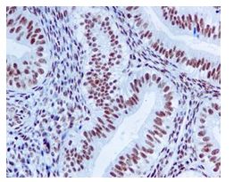 Immunohistochemistry (Formalin/PFA-fixed paraffin-embedded sections) - Anti-TDP43 antibody [EPR5810] - BSA and Azide free (ab185133), expandable thumbnail