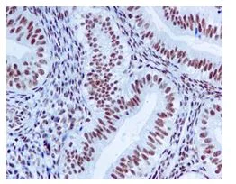 Immunohistochemistry (Formalin/PFA-fixed paraffin-embedded sections) - Anti-TDP43 antibody [EPR5810] - BSA and Azide free (AB185133)
