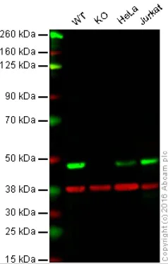 Western blot - Anti-TDP43 antibody [EPR5810] - BSA and Azide free (AB185133)