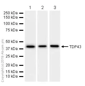 Western blot - Anti-TDP43 antibody [EPR5810] - BSA and Azide free (AB185133)