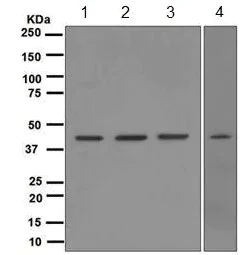 Western blot - Anti-TDP43 antibody [EPR5810] - BSA and Azide free (AB185133)