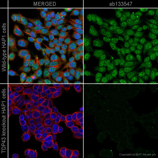 Immunocytochemistry/ Immunofluorescence - Anti-TDP43 antibody [EPR5811] (AB133547)