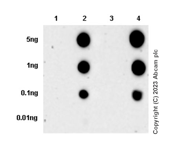 Dot Blot - Anti-TDP43 (phospho S410) antibody [EPR24512-8] (AB314301), expandable thumbnail