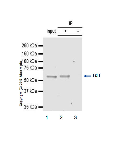Immunoprecipitation - Anti-TdT antibody [EPR2976Y] (AB76544), expandable thumbnail