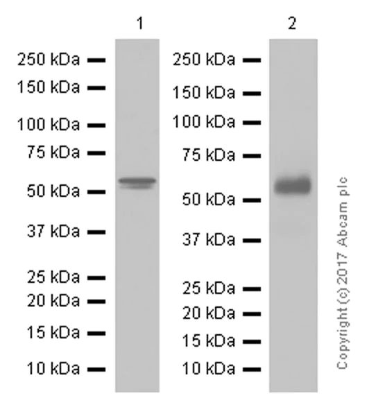 Anti-TdT 抗体 [EPR2976Y] (ab76544) | Abcam