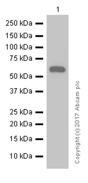 Western blot - Anti-TdT antibody [EPR2976Y] (AB76544)