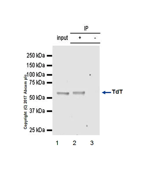 Immunoprecipitation - Anti-TdT antibody [EPR2976Y] - BSA and Azide free (AB232378)