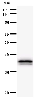 Western blot - Anti-TEA domain family member 2/ETF antibody [404C5a] (AB54374)
