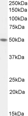 Western blot - Anti-TEA domain family member 2/ETF antibody (AB92279), expandable thumbnail