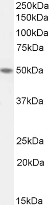 Western blot - Anti-TEA domain family member 2/ETF antibody (AB92279)