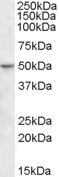 Western blot - Anti-TEA domain family member 2/ETF antibody (AB92279), expandable thumbnail