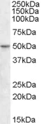 Western blot - Anti-TEA domain family member 2/ETF antibody (AB92279)