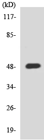 Western blot - Anti-TEAD3 antibody (AB138246)