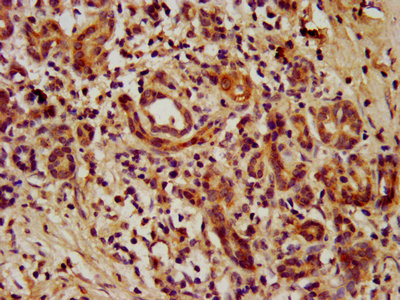 Immunohistochemistry (Formalin/PFA-fixed paraffin-embedded sections) - Anti-TEAD3 antibody (AB237766)
