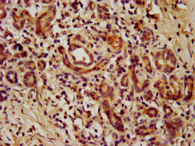 Immunohistochemistry (Formalin/PFA-fixed paraffin-embedded sections) - Anti-TEAD3 antibody (AB237766)