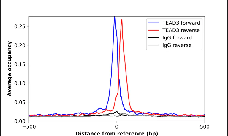 ChIP - Anti-TEAD3 Antibody (AB327214)