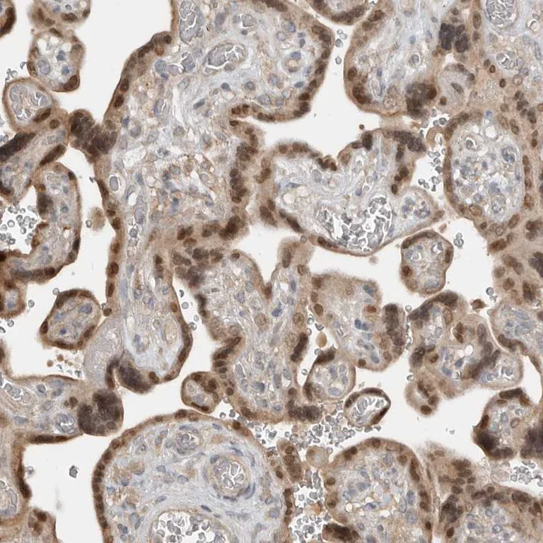 Immunohistochemistry (Formalin/PFA-fixed paraffin-embedded sections) - Anti-TEAD3 Antibody (AB327214)