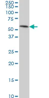 Western blot - Anti-TEAD4 antibody [5H3] (AB58310)