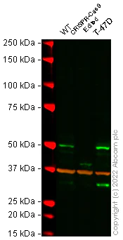 Western blot - Anti-TEAD4 antibody [5H3] (AB58310)