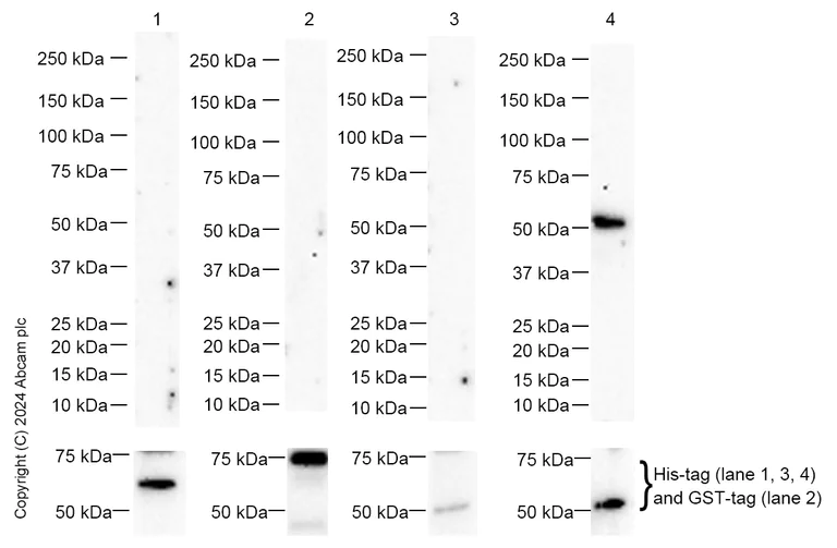 Western blot - Anti-TEAD4 antibody [5H3] (AB58310)