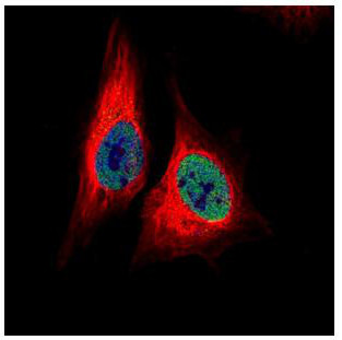 Immunocytochemistry/ Immunofluorescence - Anti-TEAD4 antibody (AB155244), expandable thumbnail