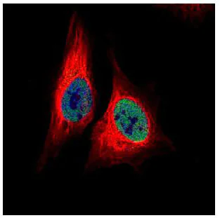 Immunocytochemistry/ Immunofluorescence - Anti-TEAD4 antibody (AB155244)