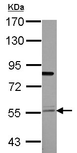 Western blot - Anti-TEAD4 antibody (AB155244), expandable thumbnail