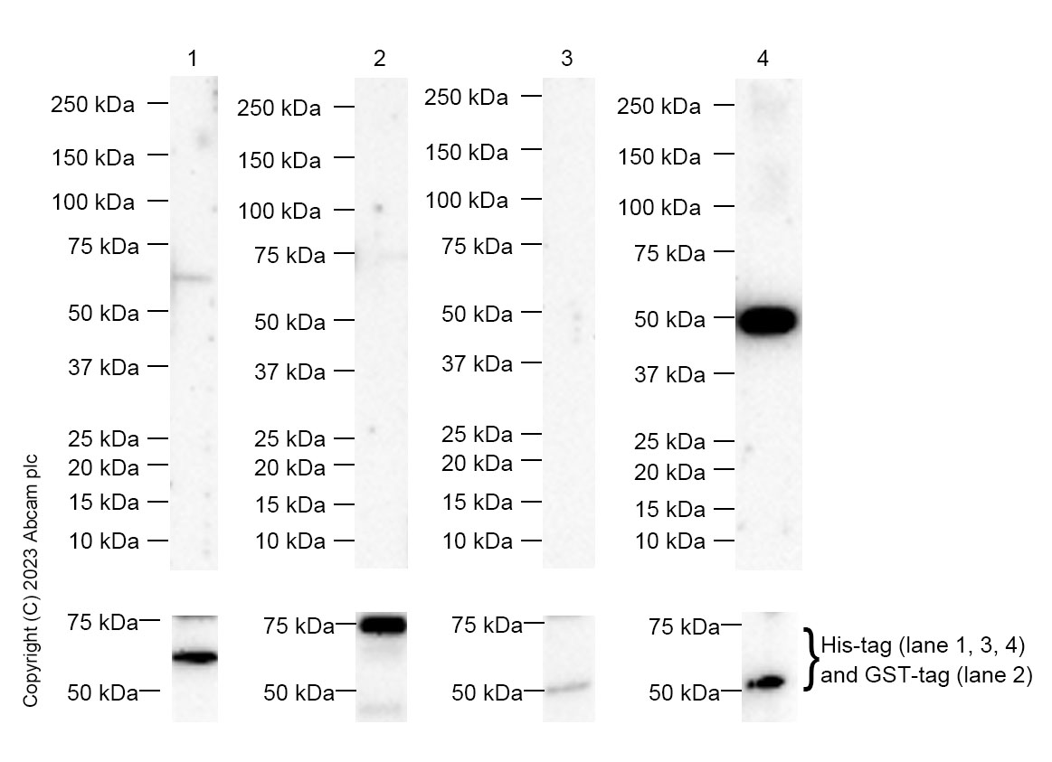 Western blot - Anti-TEAD4 antibody (AB155244), expandable thumbnail