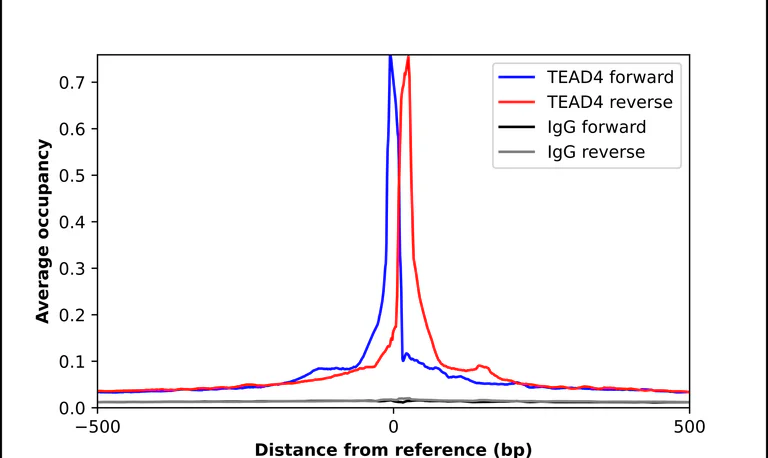 ChIP - Anti-TEAD4 Antibody (AB327245)
