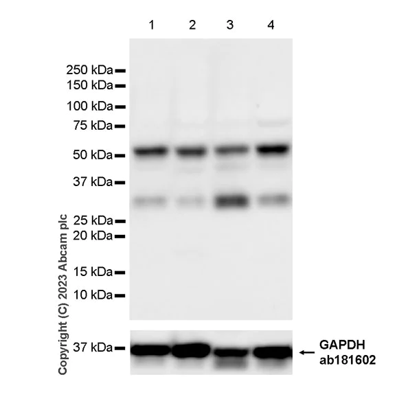Western blot - Anti-TEAD4/TEF-3 antibody [EPR26046-193] (AB308621)
