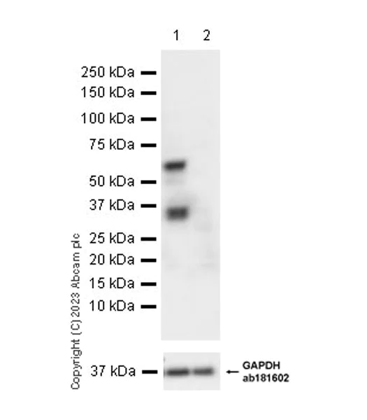 Western blot - Anti-TEAD4/TEF-3 antibody [EPR26046-193] (AB308621)