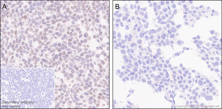 Immunohistochemistry (Formalin/PFA-fixed paraffin-embedded sections) - Anti-TEAD4/TEF-3 antibody [EPR26046-193] - BSA and Azide free (AB308622)