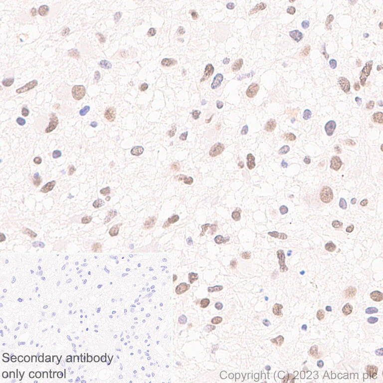Immunohistochemistry (Formalin/PFA-fixed paraffin-embedded sections) - Anti-TEAD4/TEF-3 antibody [EPR26046-193] - BSA and Azide free (AB308622)